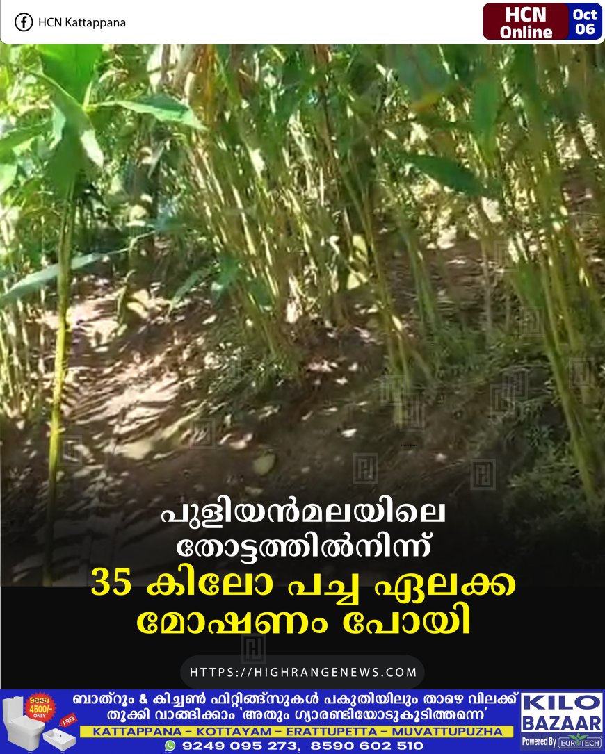 പുളിയന്മലയിലെ തോട്ടത്തില്നിന്ന് 35 കിലോ പച്ച ഏലക്ക മോഷണം പോയി