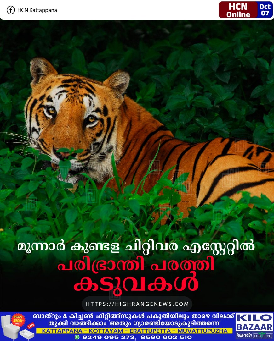 മൂന്നാര് കുണ്ടള ചിറ്റിവര എസ്റ്റേറ്റില് പരിഭ്രാന്തി പരത്തി കടുവകള്