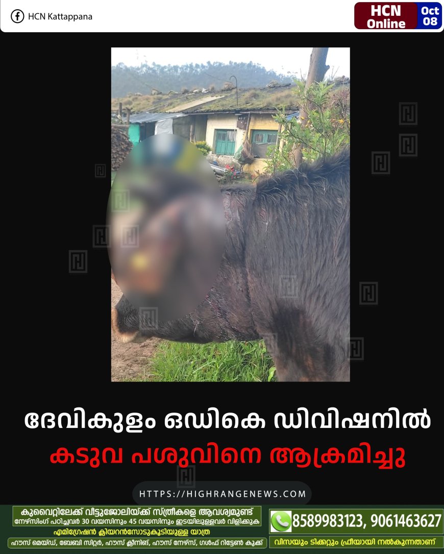 ദേവികുളം ഒഡികെ ഡിവിഷനില് കടുവ പശുവിനെ ആക്രമിച്ചു