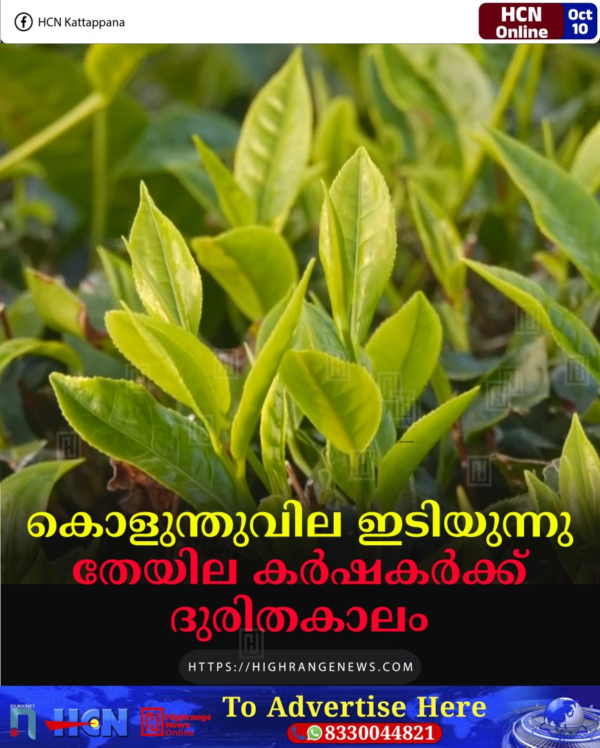കൊളുന്തുവില ഇടിയുന്നു: തേയില കര്ഷകര്ക്ക് ദുരിതകാലം