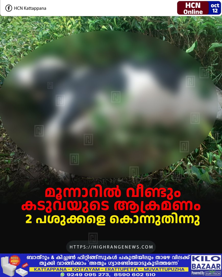 മൂന്നാറില് വീണ്ടും കടുവയുടെ ആക്രമണം: 2 പശുക്കളെ കൊന്നുതിന്നു