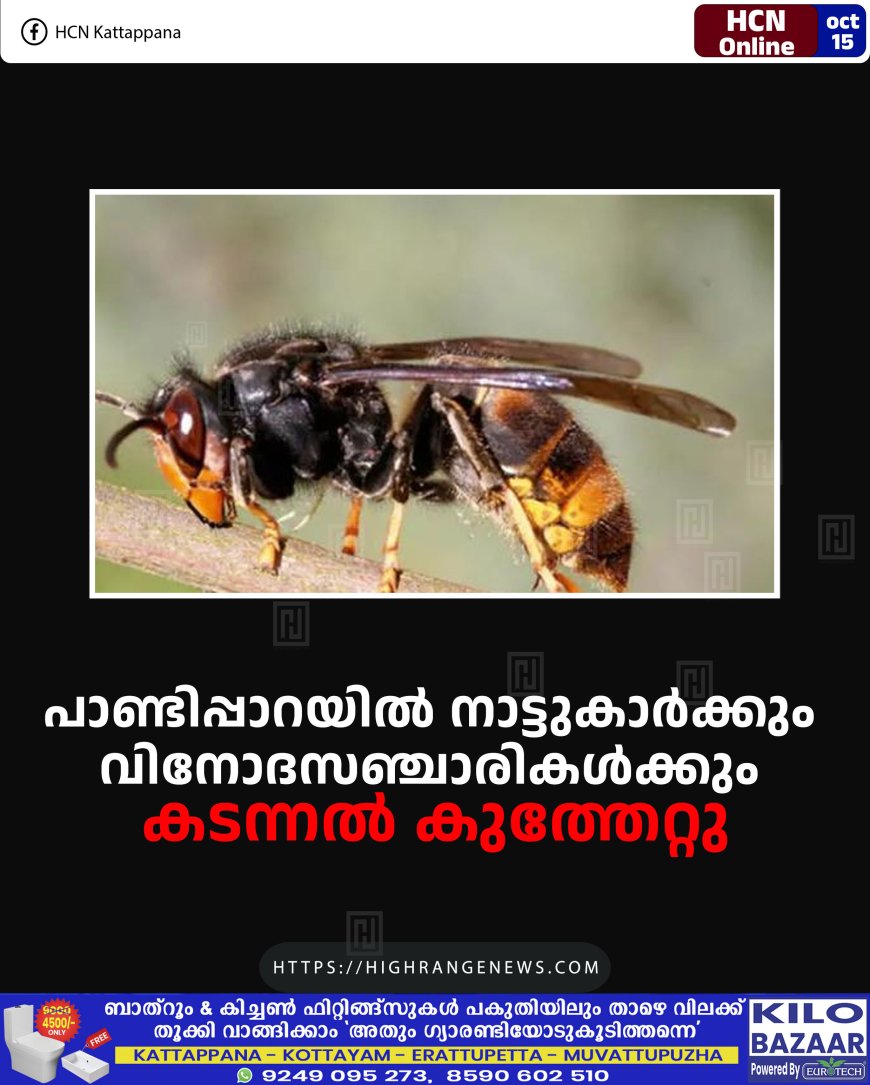 പാണ്ടിപ്പാറയില് നാട്ടുകാര്ക്കും വിനോദസഞ്ചാരികള്ക്കും കടന്നല് കുത്തേറ്റു