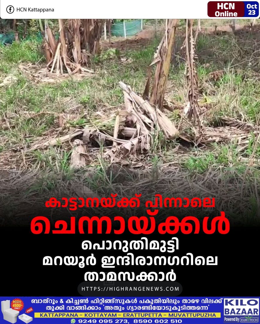 കാട്ടാനയ്ക്ക് പിന്നാലെ ചെന്നായ്ക്കള്: പൊറുതിമുട്ടി മറയൂര് ഇന്ദിരാനഗറിലെ താമസക്കാര്