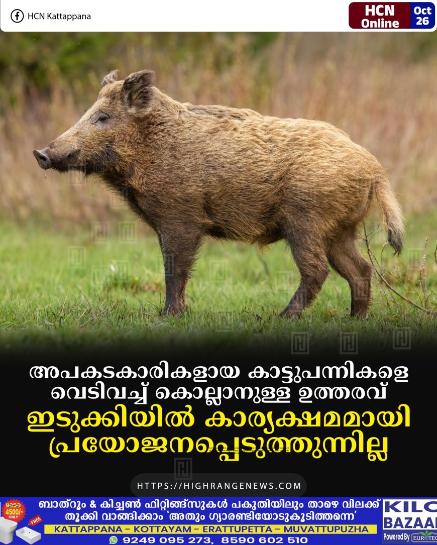 അപകടകാരികളായ കാട്ടുപന്നികളെ വെടിവച്ച് കൊല്ലാനുള്ള ഉത്തരവ് ഇടുക്കിയില് കാര്യക്ഷമമായി പ്രയോജനപ്പെടുത്തുന്നില്ല