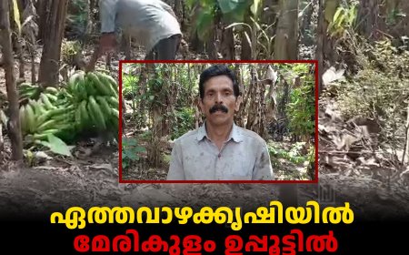 ഏത്തവാഴക്കൃഷിയില്‍ മേരികുളം ഉപ്പൂട്ടില്‍ റോയിയുടെ വിജയഗാഥ: തിരിച്ചടിയായി വിലയിടിവ്