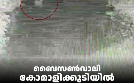ബൈസണ്‍വാലി കോമാളിക്കുടിയില്‍ പുലിയെ കണ്ടതായി നാട്ടുകാര്‍