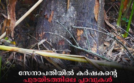 സേനാപതിയില്‍ കര്‍ഷകന്റെ പുരയിടത്തിലെ പ്ലാവുകള്‍ രാസവസ്തു പ്രയോഗിച്ച് ഉണക്കി: അയല്‍വാസിക്കെതിരെ പൊലീസില്‍ പരാതി