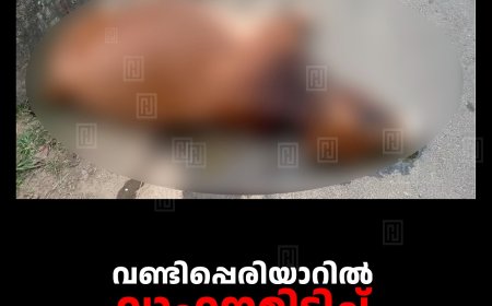 വണ്ടിപ്പെരിയാറില്‍ വാഹനമിടിച്ച് കന്നുകാലി ചത്തു