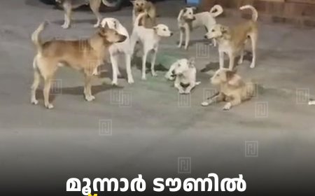 മൂന്നാര്‍ ടൗണില്‍ തെരുവ് നായ ശല്യം രൂക്ഷം 