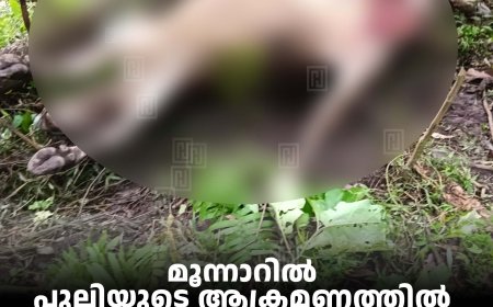 മൂന്നാറില്‍ പുലിയുടെ ആക്രമണത്തില്‍ പശു ചത്തു 