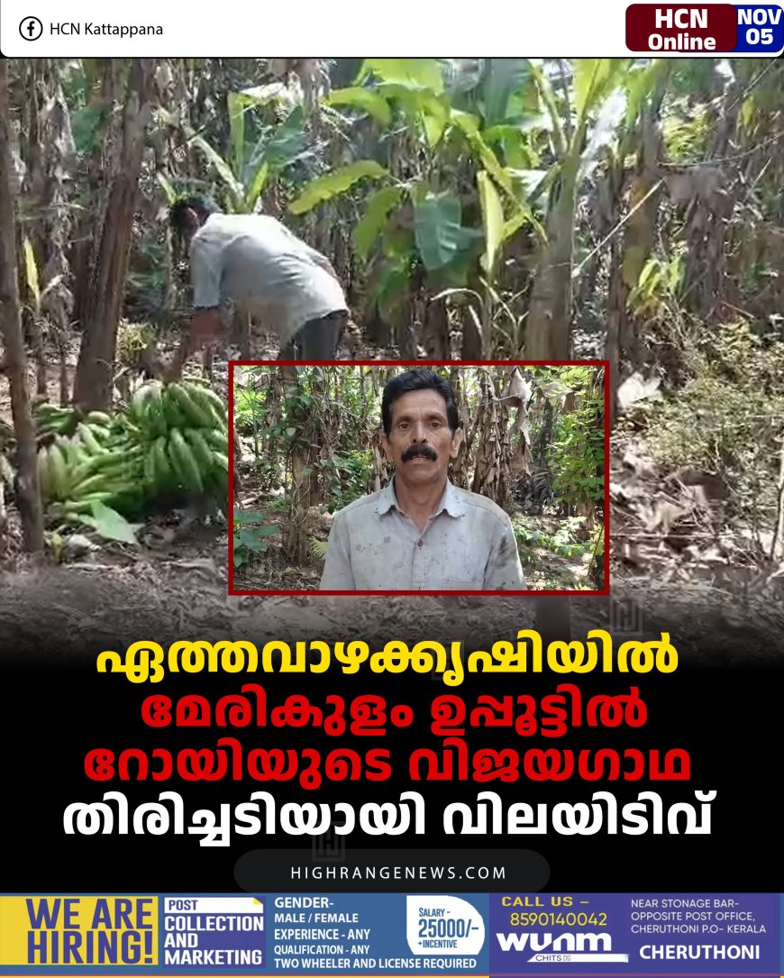 ഏത്തവാഴക്കൃഷിയില്‍ മേരികുളം ഉപ്പൂട്ടില്‍ റോയിയുടെ വിജയഗാഥ: തിരിച്ചടിയായി വിലയിടിവ്