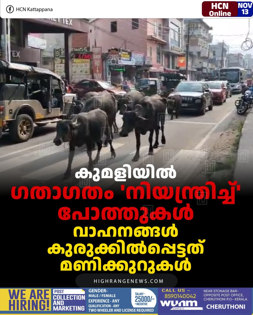 കുമളിയില്‍ ഗതാഗതം 'നിയന്ത്രിച്ച്' പോത്തുകള്‍: വാഹനങ്ങള്‍ കുരുക്കില്‍പ്പെട്ടത് മണിക്കുറുകള്‍