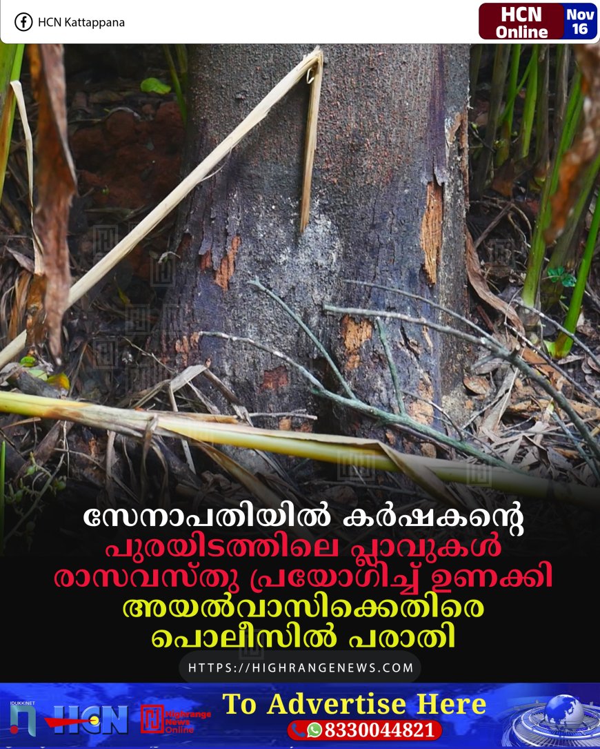 സേനാപതിയില്‍ കര്‍ഷകന്റെ പുരയിടത്തിലെ പ്ലാവുകള്‍ രാസവസ്തു പ്രയോഗിച്ച് ഉണക്കി: അയല്‍വാസിക്കെതിരെ പൊലീസില്‍ പരാതി