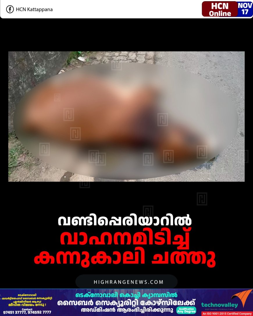 വണ്ടിപ്പെരിയാറില്‍ വാഹനമിടിച്ച് കന്നുകാലി ചത്തു
