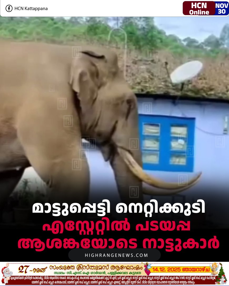 മാട്ടുപ്പെട്ടി നെറ്റിക്കുടി എസ്റ്റേറ്റില്‍ പടയപ്പ: ആശങ്കയോടെ നാട്ടുകാര്‍