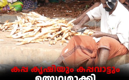 കപ്പ കൃഷിയും കപ്പവാട്ടും ഉത്സവമാക്കി ഹൈറേഞ്ചിലെ കര്‍ഷകര്‍ 