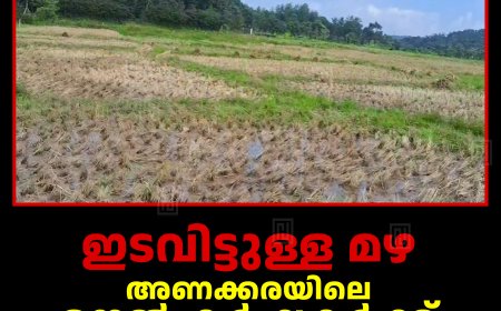 ഇടവിട്ടുള്ള മഴ: അണക്കരയിലെ നെല്‍ കര്‍ഷകര്‍ക്ക് ദുരിതം
