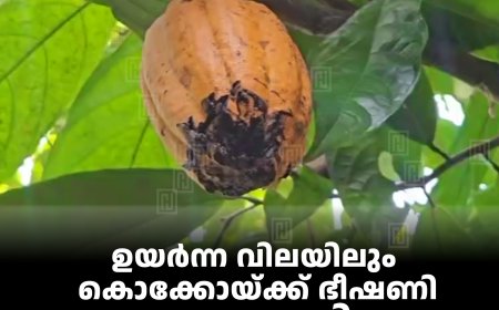 ഉയര്‍ന്ന വിലയിലും കൊക്കോയ്ക്ക് ഭീഷണി കാലാവസ്ഥ വ്യതിയാനം: ഉല്‍പാദനം കുറയുമെന്ന് ആശങ്ക