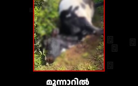 മൂന്നാറില്‍ കടുവയുടെ ആക്രമണത്തില്‍ പശു ചത്തു 