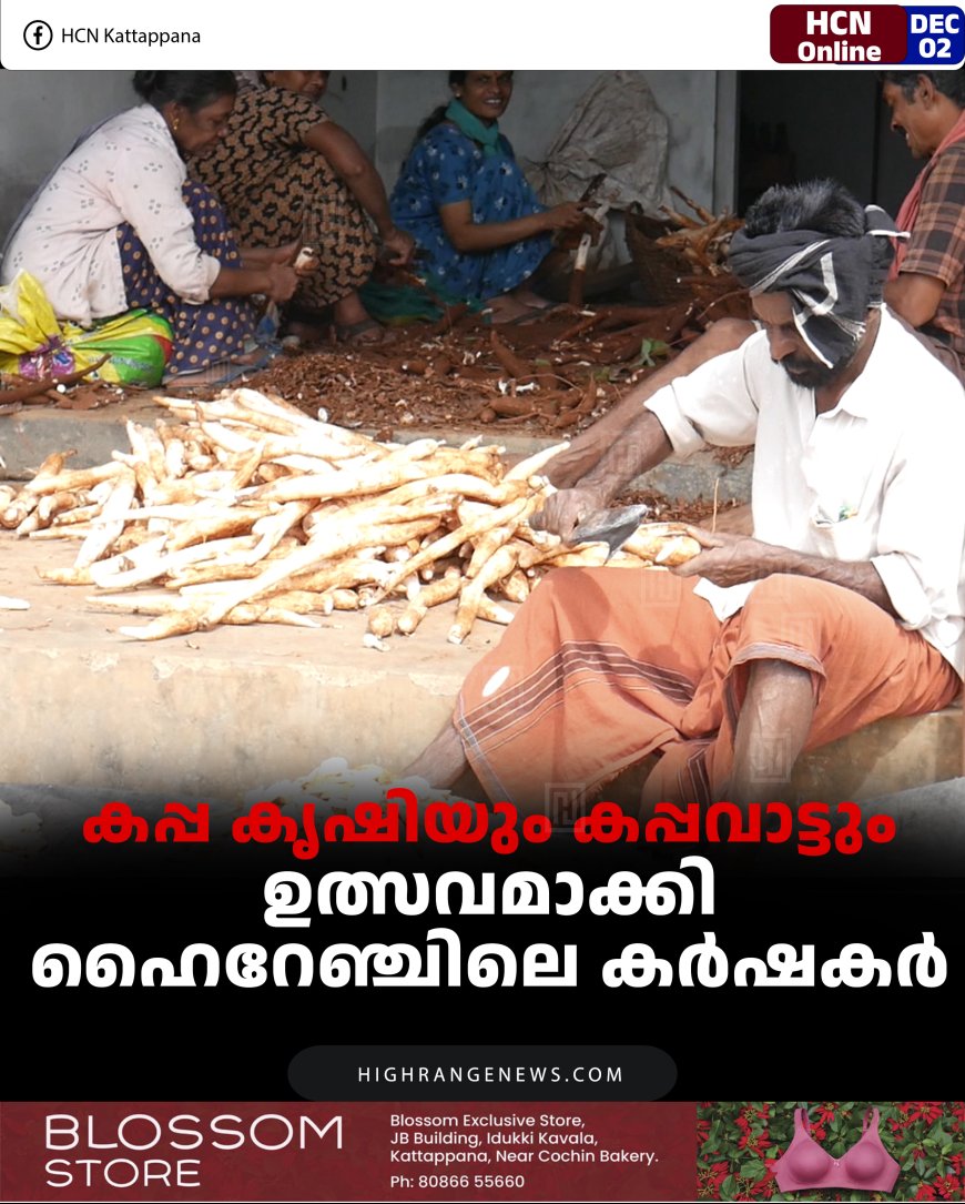 കപ്പ കൃഷിയും കപ്പവാട്ടും ഉത്സവമാക്കി ഹൈറേഞ്ചിലെ കര്‍ഷകര്‍ 