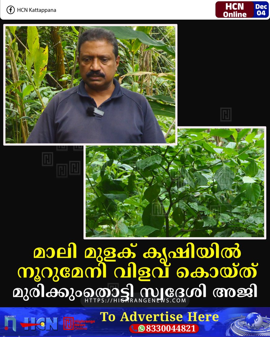മാലി മുളക് കൃഷിയില്‍ നൂറുമേനി വിളവ് കൊയ്ത് മുരിക്കുംതൊട്ടി സ്വദേശി അജി