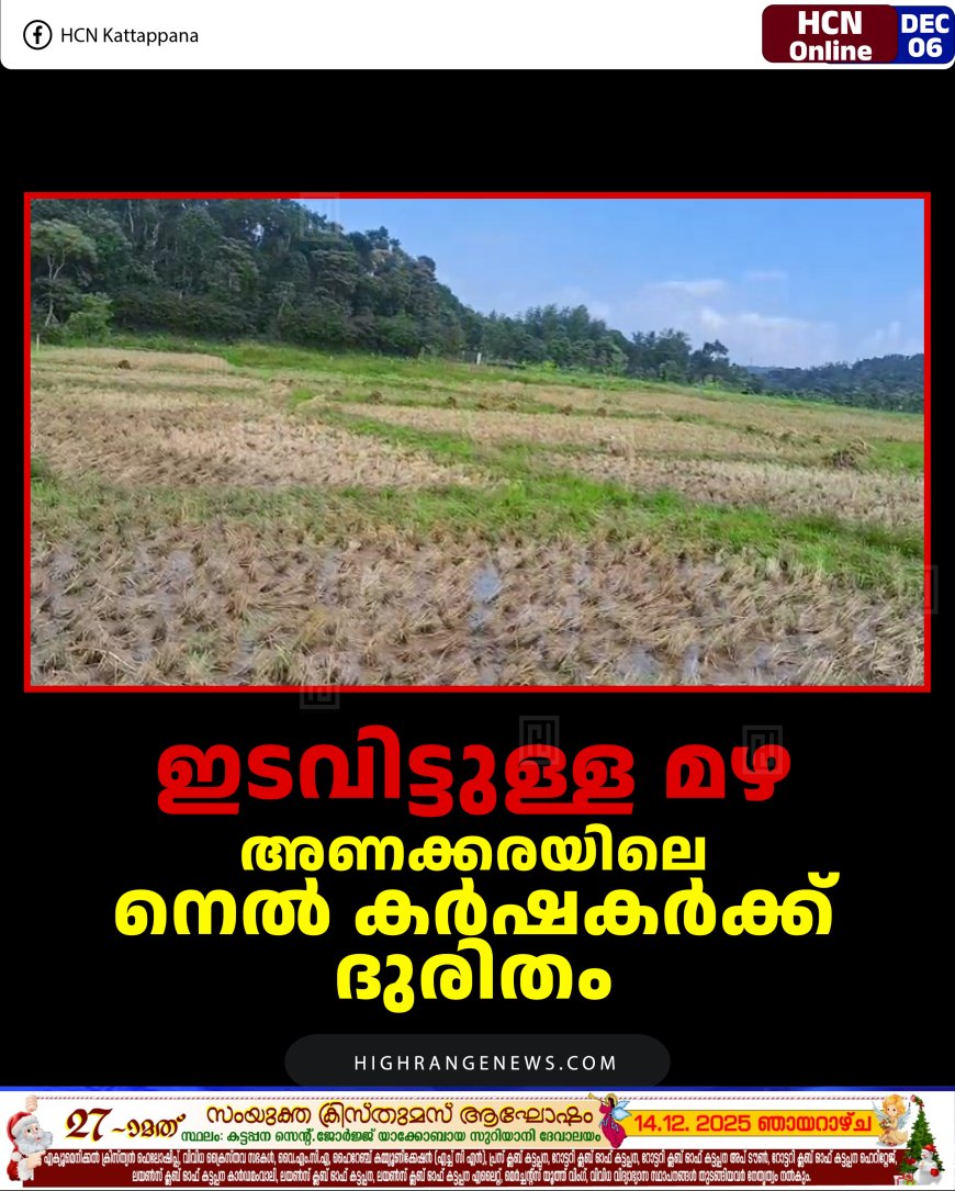 ഇടവിട്ടുള്ള മഴ: അണക്കരയിലെ നെല്‍ കര്‍ഷകര്‍ക്ക് ദുരിതം