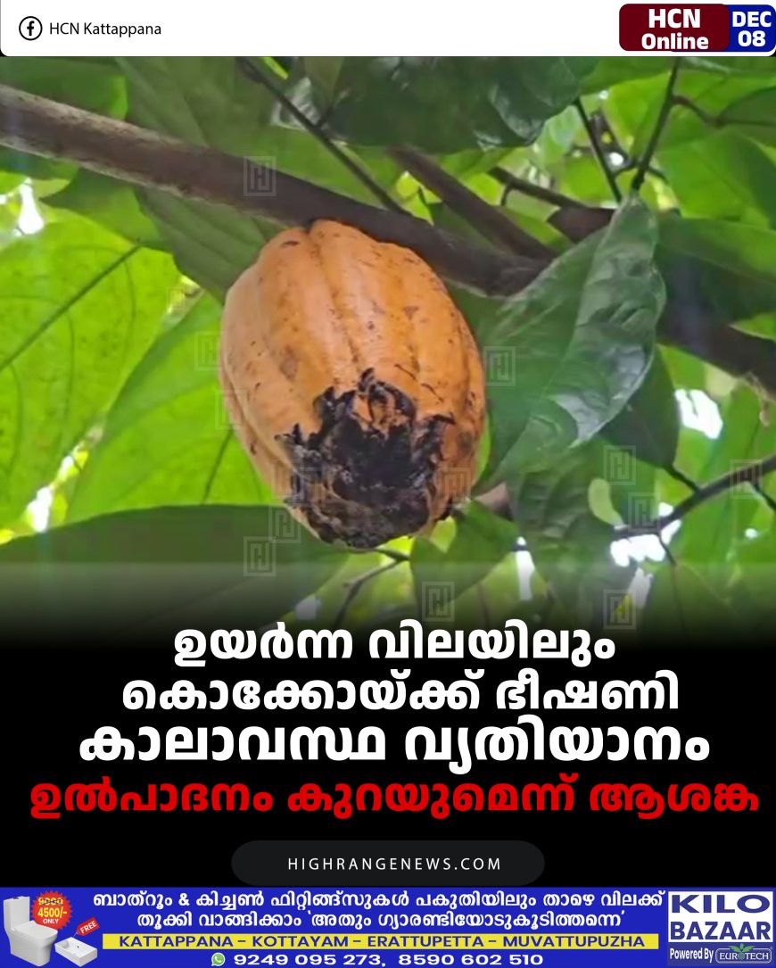 ഉയര്‍ന്ന വിലയിലും കൊക്കോയ്ക്ക് ഭീഷണി കാലാവസ്ഥ വ്യതിയാനം: ഉല്‍പാദനം കുറയുമെന്ന് ആശങ്ക