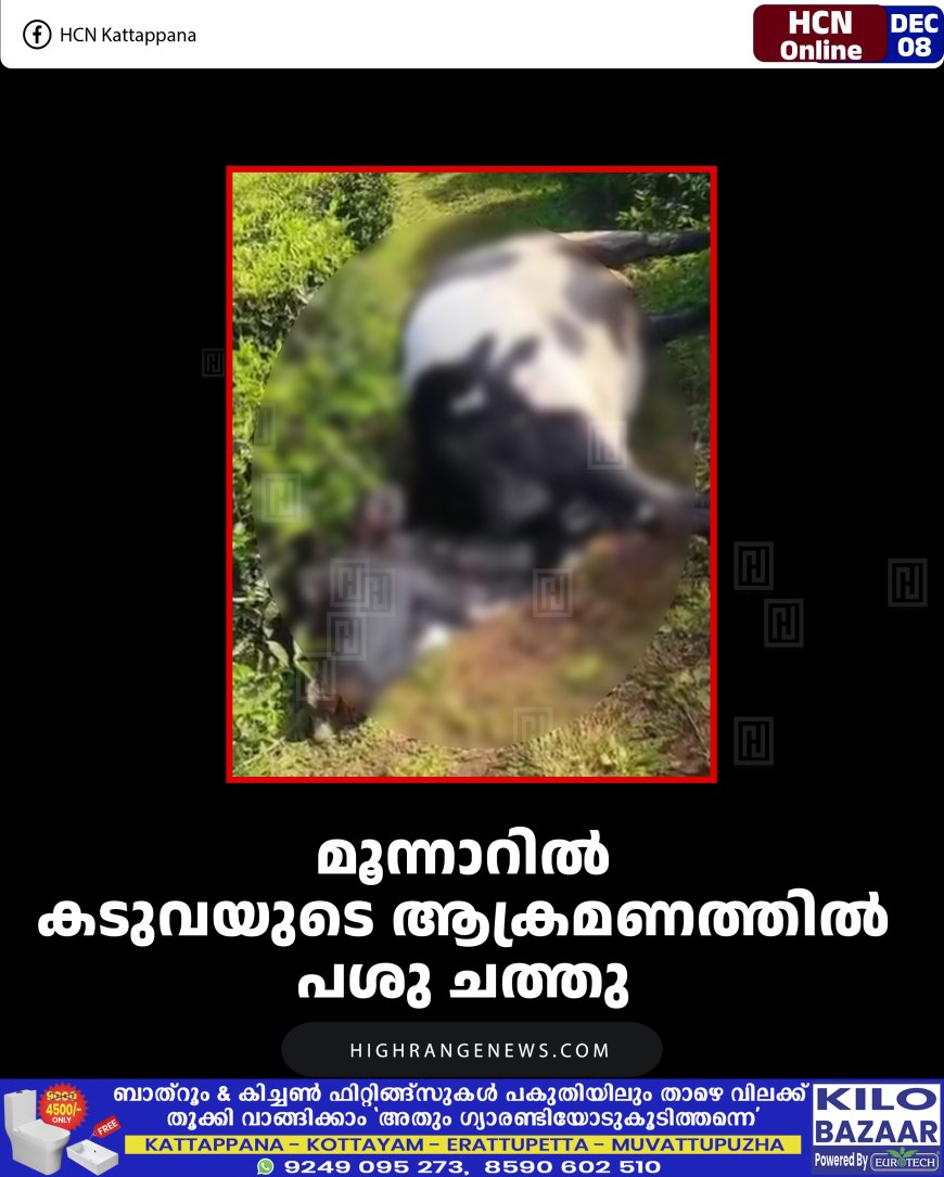 മൂന്നാറില്‍ കടുവയുടെ ആക്രമണത്തില്‍ പശു ചത്തു 
