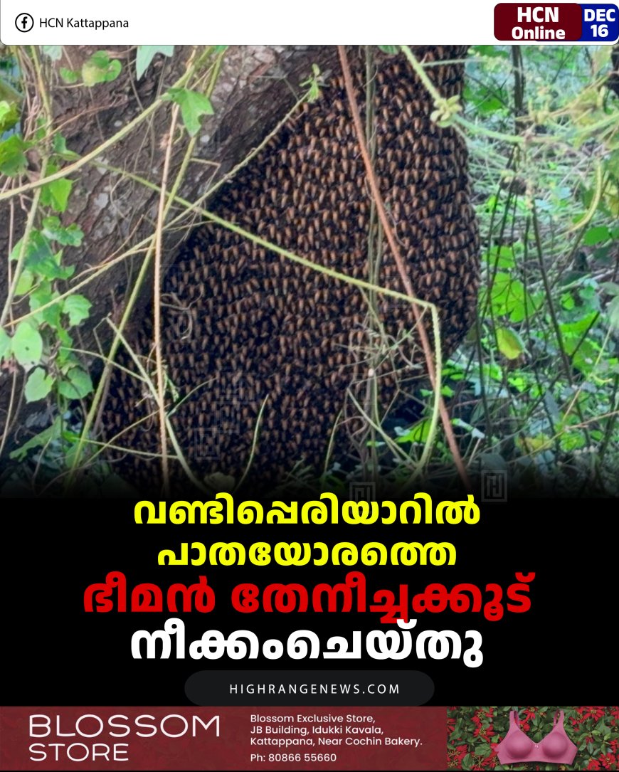 വണ്ടിപ്പെരിയാറില്‍ പാതയോരത്തെ ഭീമന്‍ തേനീച്ചക്കൂട് നീക്കംചെയ്തു