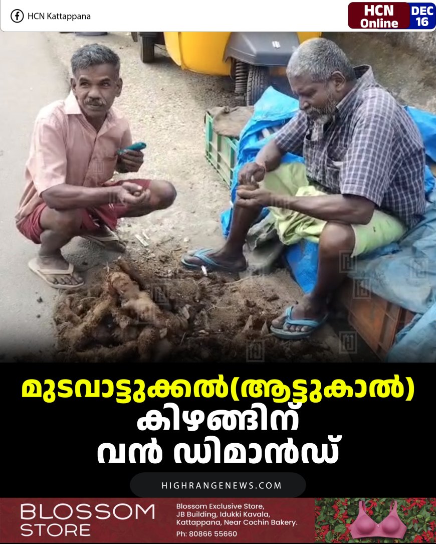 മുടവാട്ടുക്കല്‍(ആട്ടുകാല്‍) കിഴങ്ങിന് വന്‍ ഡിമാന്‍ഡ്