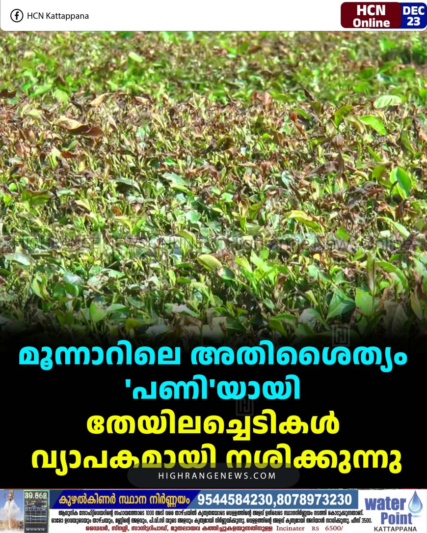 മൂന്നാറിലെ അതിശൈത്യം 'പണി'യായി: തേയിലച്ചെടികള്‍ വ്യാപകമായി നശിക്കുന്നു