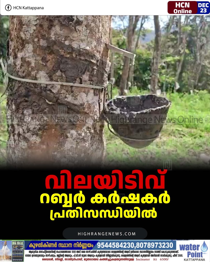 വിലയിടിവ് : റബ്ബര്‍ കര്‍ഷകര്‍ പ്രതിസന്ധിയില്‍ 