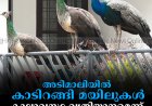 അടിമാലിയില്‍ കാടിറങ്ങി മയിലുകള്‍:  കാലാവസ്ഥ വ്യതിയാനമെന്ന് പക്ഷി നിരീക്ഷകര്‍