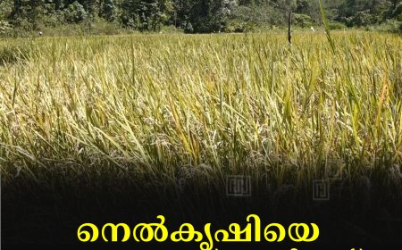 നെല്‍കൃഷിയെ നെഞ്ചോട് ചേര്‍ത്ത് കുഞ്ചിപ്പെട്ടി ഉന്നതി