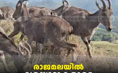 രാജമലയില്‍ വരയാടുകളുടെ പ്രജനന കാലം ആരംഭിച്ചു