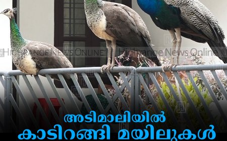 അടിമാലിയില്‍ കാടിറങ്ങി മയിലുകള്‍:  കാലാവസ്ഥ വ്യതിയാനമെന്ന് പക്ഷി നിരീക്ഷകര്‍