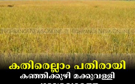 കതിരെല്ലാം പതിരായി: കഞ്ഞിക്കുഴി മക്കുവള്ളി പാടശേഖരത്തെ നെല്ലിന് അജ്ഞാത രോഗം