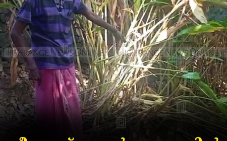 പീരുമേട് കല്ലാര്‍ മേഖലയില്‍ കാട്ടാന ശല്യം രൂക്ഷം