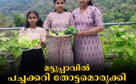 മട്ടുപ്പാവില്‍ പച്ചക്കറി തോട്ടമൊരുക്കി ഇടുക്കി ഡാം ടോപ്പ് സ്വദേശിനി രഞ്ജു ടോമി  
