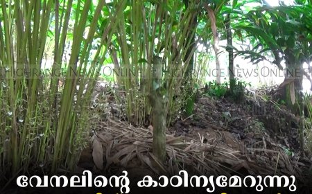 വേനലിന്റെ കാഠിന്യമേറുന്നു: ഏലത്തിന് നനവെത്തിക്കാന്‍ കര്‍ഷകരുടെ നെട്ടോട്ടം