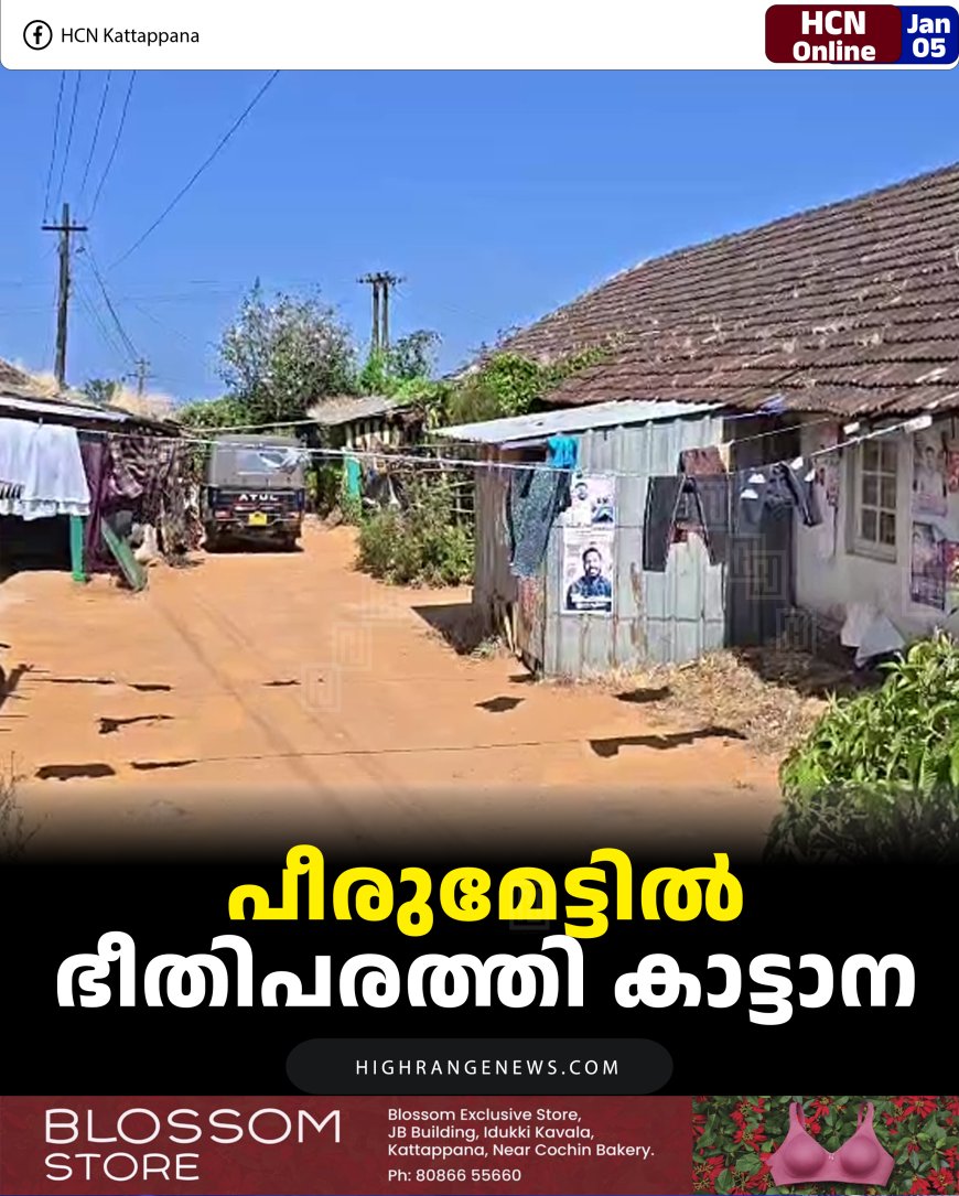 പീരുമേട്ടില്‍  ഭീതിപരത്തി കാട്ടാന  