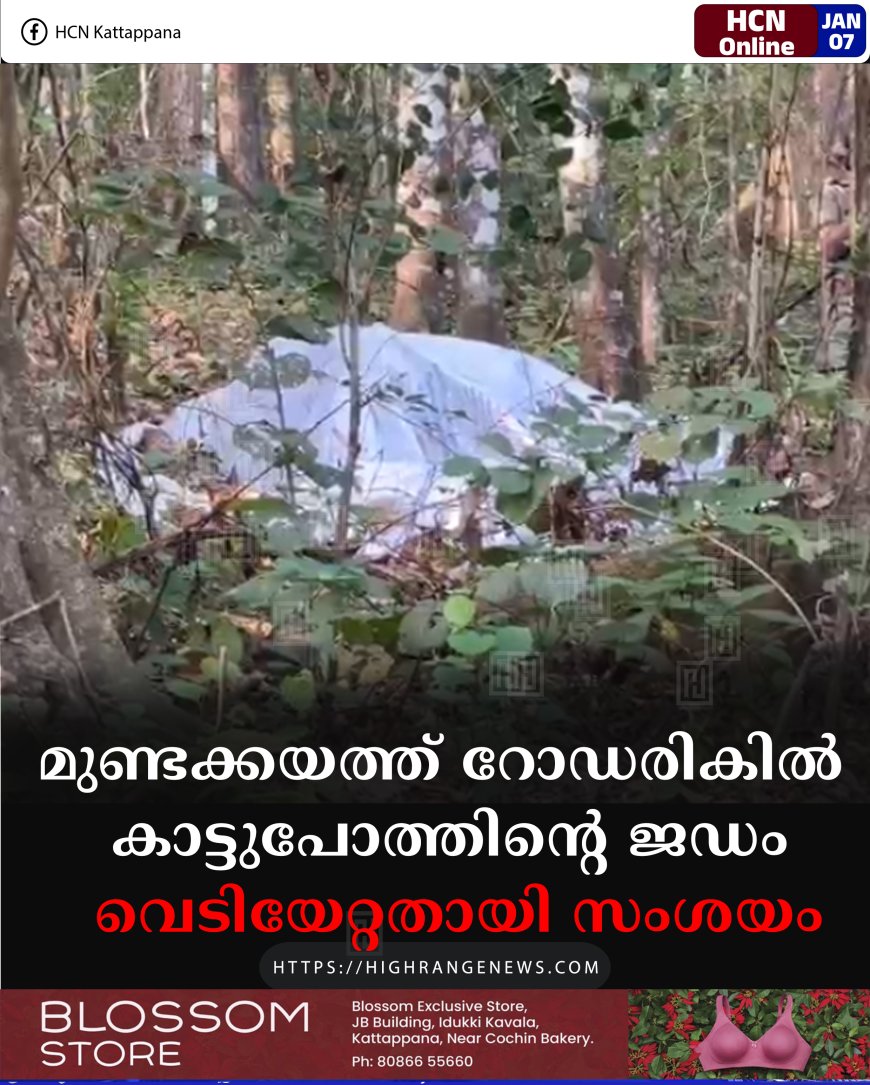 മുണ്ടക്കയത്ത് റോഡരികില്‍ കാട്ടുപോത്തിന്റെ ജഡം:  വെടിയേറ്റതായി സംശയം    