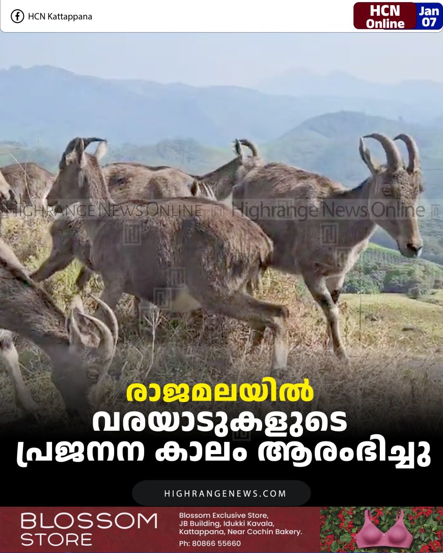 രാജമലയില്‍ വരയാടുകളുടെ പ്രജനന കാലം ആരംഭിച്ചു