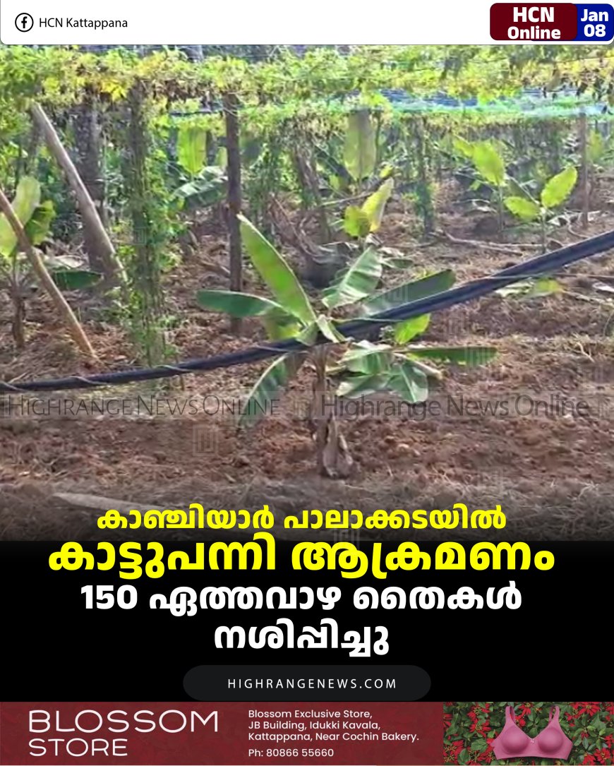 കാഞ്ചിയാര്‍ പാലാക്കടയില്‍ കാട്ടുപന്നി ആക്രമണം: 150 ഏത്തവാഴ തൈകള്‍ നശിപ്പിച്ചു