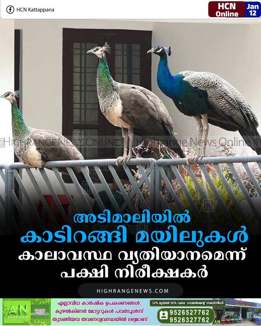 അടിമാലിയില്‍ കാടിറങ്ങി മയിലുകള്‍:  കാലാവസ്ഥ വ്യതിയാനമെന്ന് പക്ഷി നിരീക്ഷകര്‍