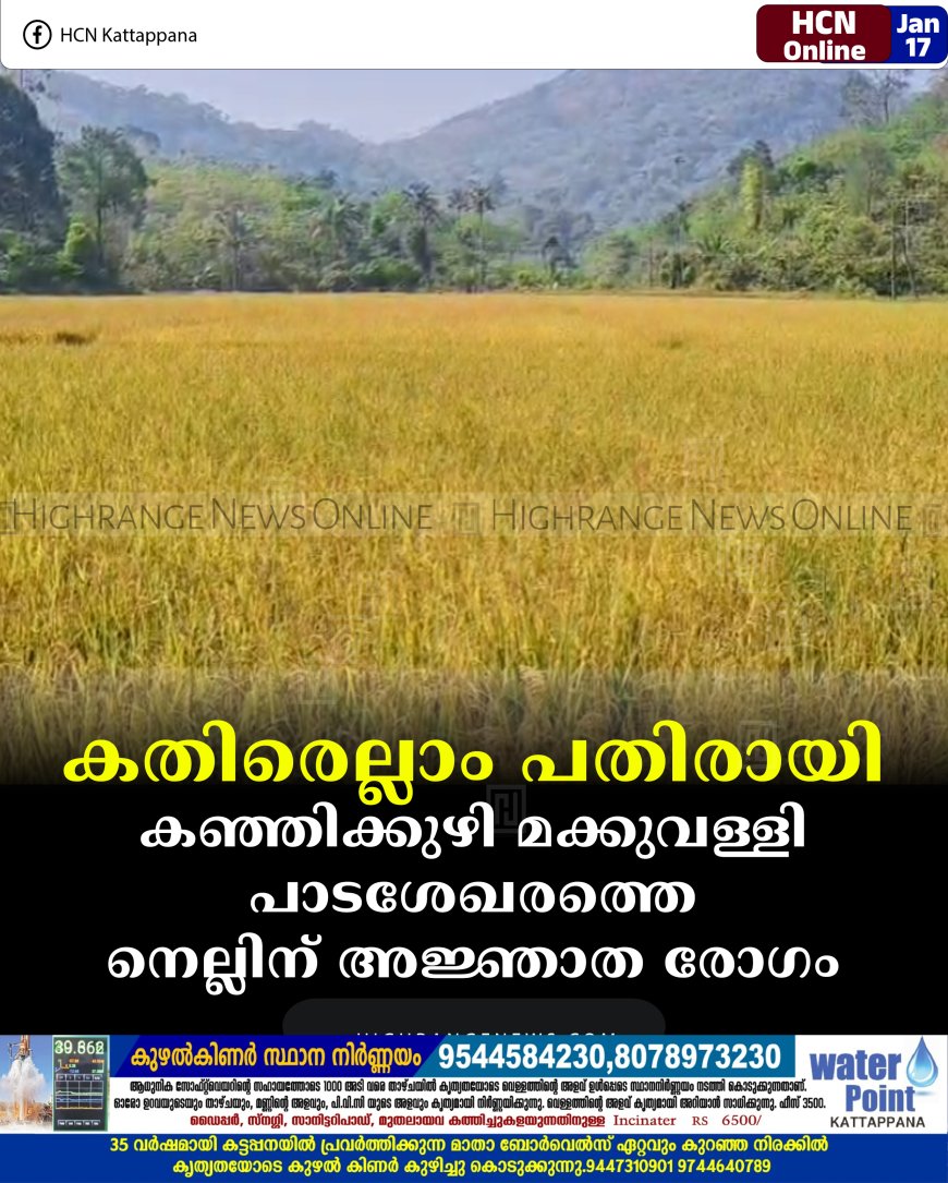 കതിരെല്ലാം പതിരായി: കഞ്ഞിക്കുഴി മക്കുവള്ളി പാടശേഖരത്തെ നെല്ലിന് അജ്ഞാത രോഗം