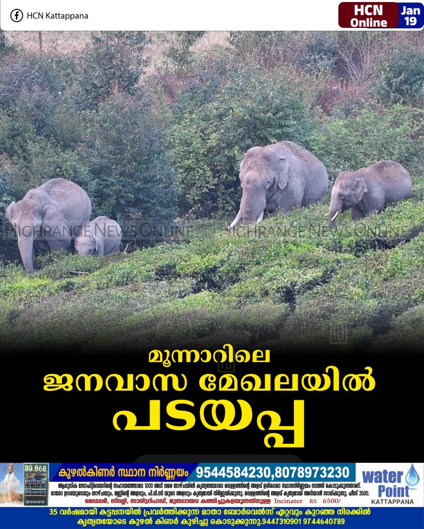 മൂന്നാറിലെ ജനവാസ മേഖലയില്‍ പടയപ്പ 