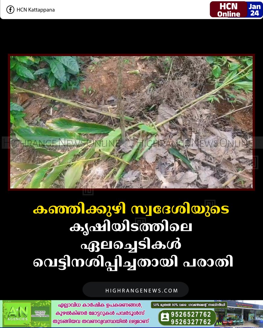 കഞ്ഞിക്കുഴി സ്വദേശിയുടെ കൃഷിയിടത്തിലെ ഏലച്ചെടികള്‍ വെട്ടിനശിപ്പിച്ചതായി പരാതി