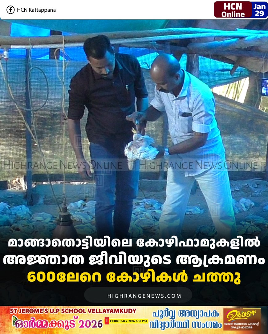 മാങ്ങാതൊട്ടിയിലെ കോഴിഫാമുകളില്‍ അജ്ഞാത ജീവിയുടെ ആക്രമണം: 600ലേറെ കോഴികള്‍ ചത്തു 
