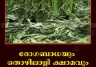 രോഗബാധയും തൊഴിലാളി ക്ഷാമവും: ഏലത്തിന് ശനിദശ